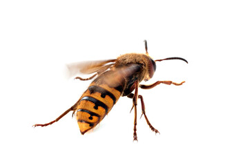 European hornet in studio