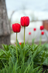 Tulipa. Two red tulips. beautiful flowers blooming in spring on a flower bed in the garden. delicate red tulips. floral holiday background, close-up, bokeh