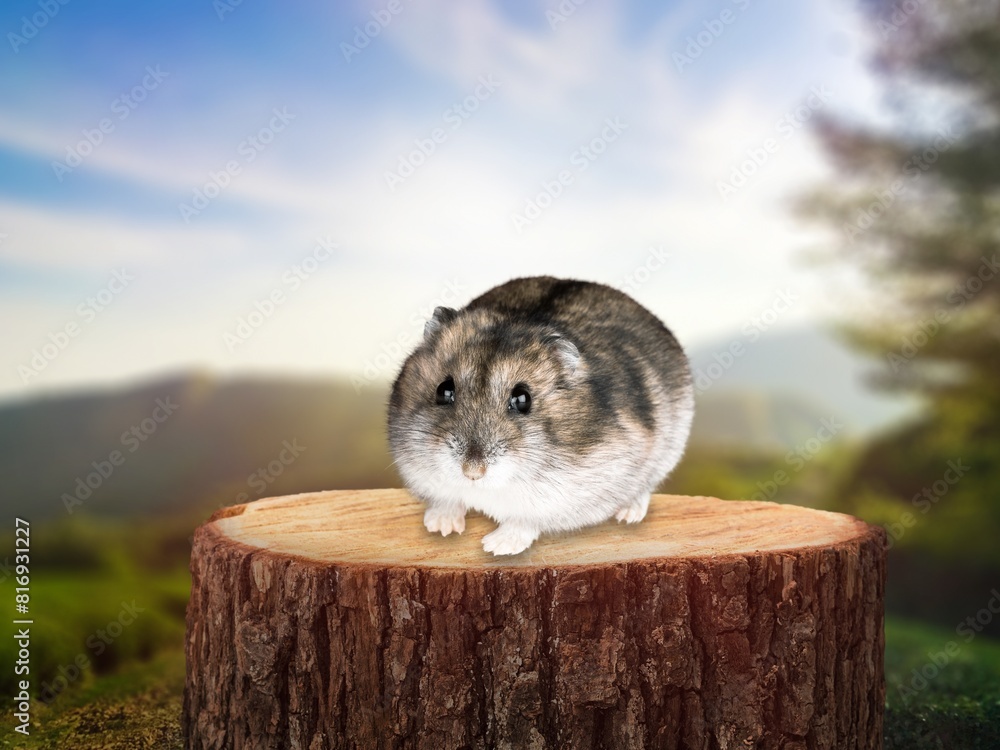 Sticker Cute small hamster on wood background