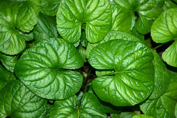 leaves. background bush big green leaves close-up. Beautiful plant in the flowerbed, leaves in the...