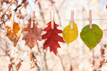 Multicolored autumn leaves on clothespins, isolated on a light natural background. changes in...
