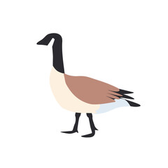 Canadian Goose, vector illustration of a bird on a farm. You can use the goose icon for websites.
