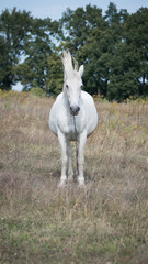 white horse. beautiful horse on dry grass in the field. Arabian horse standing in an agriculture field with dry grass in sunny weather. strong, hardy and fast animal.