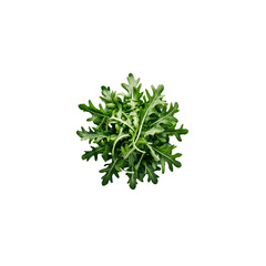 Obraz premium varieties of vegetables transparent background