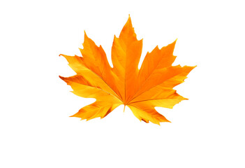 Real leaf PNG
