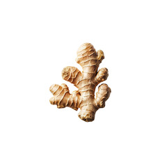 Obraz premium Ginger transparent background