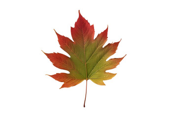 Real leaf PNG