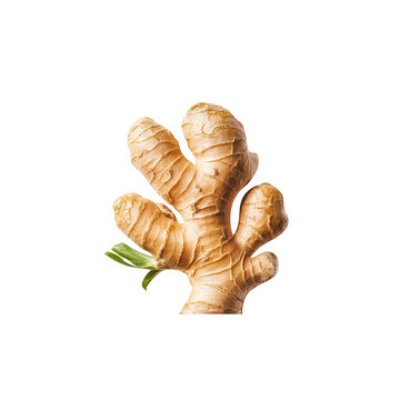 Ginger transparent background
