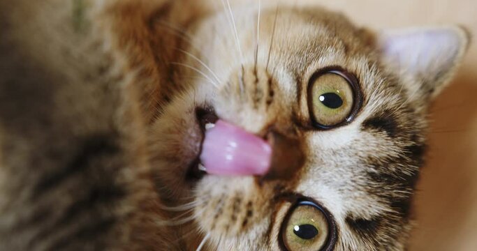 This image captures the detailed face and striking eyes of a domestic cat, showcasing its natural beauty and the intricacy of its fur pattern. Adorable domestic pet concept.