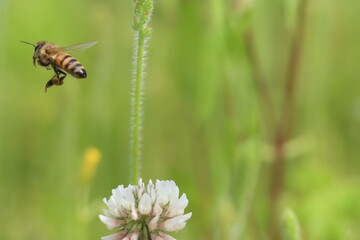 シロツメクサの花粉を集めるセイヨウミツバチ