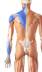 Superficial Back Arm Lines SBAL - trapezius, deltoideus, extenzor groupe