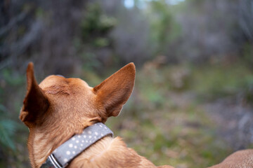 kelpie dog in the australian bush in a park