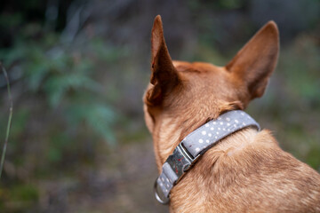 kelpie dog in the australian bush in a park