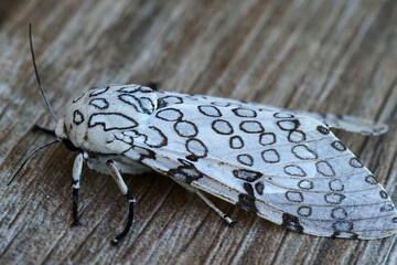 White ermine moth - Leopard moth (Spilosoma lubricipeda).