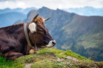 Portrait of brown cow dozing in green grass
