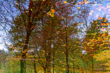 Beautiful Flood Water Pond with Tree Reflection and Autumn Leaves Floating on the Water Surface with Sunlight in Lugano, Ticino, switzerland.