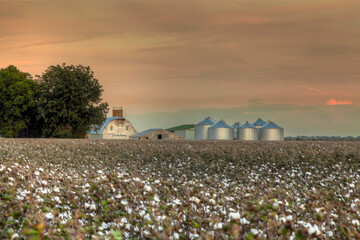 Barn in a Cotton Field.  Cotton Field with newly open bulbs sits ready to pic. In Scott County Missouri. 