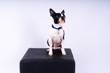 Boston Terrier. Portrait of a dog on a white dark background and chair.
