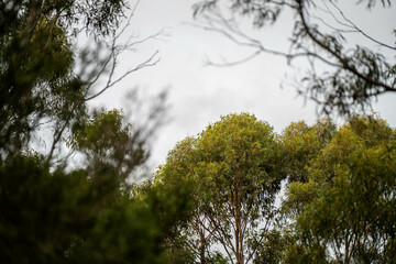 beautiful gum Trees and shrubs in the Australian bush forest. Gumtrees and native plants growing