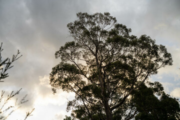beautiful gum Trees and shrubs in the Australian bush forest. Gumtrees and native plants growing