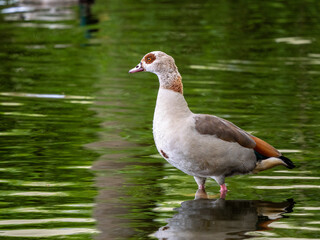 Fototapeta premium Nilgans