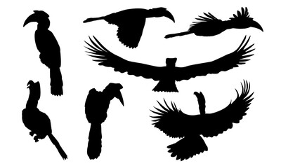 Set of hornbill silhouettes. Tropical bird great Indian hornbill in different positions, in flight and sitting on branches Collection of realistic vector wild birds of India and Southeast Asia