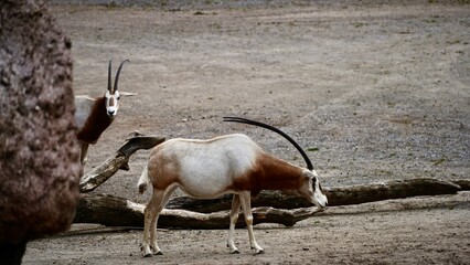 Säbel Antilope