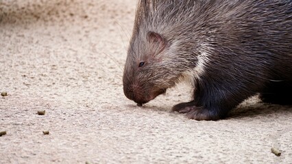 fressendes Stachelschwein