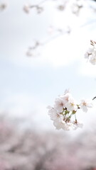 cherry blossom in spring