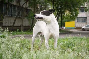 Bicolored black and white homeless dog kind beautiful mutt portrait on green grass