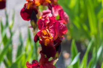 Blooming Iris - Iris in the garden, with a colorful background.