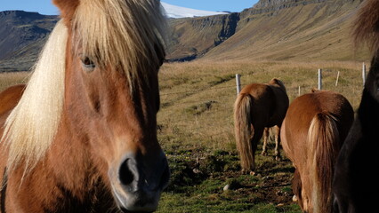 Horse in Iceland