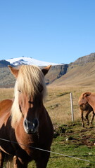 horses in Iceland 