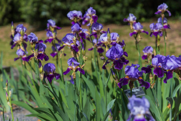 Obraz premium Blooming Iris - Iris in the garden, with a colorful background.