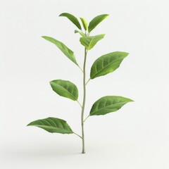 Fototapeta premium Green tea plant isolated on a plain white background