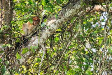 Proboscis Monkey - Nasalis larvatus, beautiful unique primate with large nose endemic to mangrove forests of the southeast Asian island of Borneo.