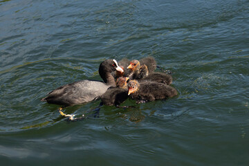 Eurasian coot with chicks swimming and feeding in the river