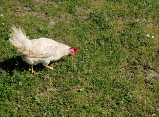 A white hen scratches the green lawn