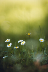 field of daisies