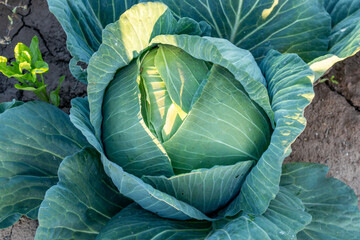 Large cabbages, ready to be harvested.
