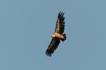 Vautour fauve,.Gyps fulvus, Griffon Vulture, Parc naturel régional des grands causses 48, Lozere, France