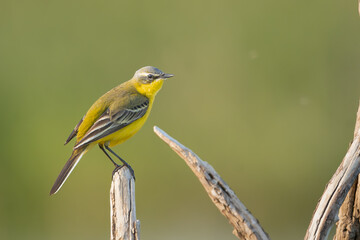 western yellow wagtail - Motacilla flava perched at green background. Photo from Warta Mouth...