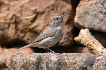 Fauvette à tête noire, femelle, .Sylvia atricapilla, Eurasian Blackcap