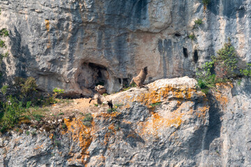 Vautour fauve, nid, .Gyps fulvus, Griffon Vulture, Parc naturel régional des grands causses 48,...