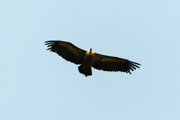 Vautour fauve,.Gyps fulvus, Griffon Vulture, Parc naturel régional des grands causses 48, Lozere, France