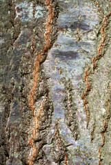 Cedrus atlantica, Cedre de l'Atlas