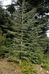 Cedrus atlantica, Cedre de l'Atlas