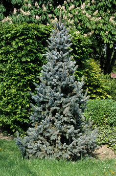 Picea pungens 'Koster' , Epicea du Colorado