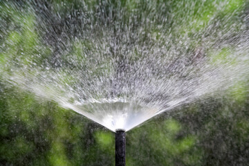 Sprinkler head watering bush and grass in garden.