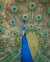Obraz premium Wildlife Photography Expedition